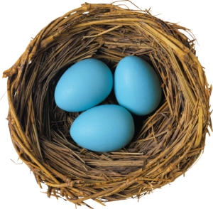 nest blue eggs