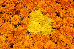 marigolds