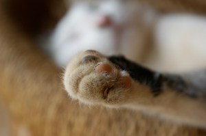cat paw