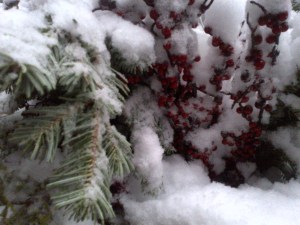 1 snow and berries