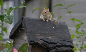 chipmunk