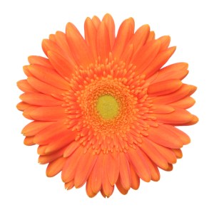 Single gerbera on a white background