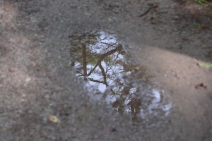 tree reflection in puddle