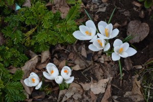 white crocus flowers