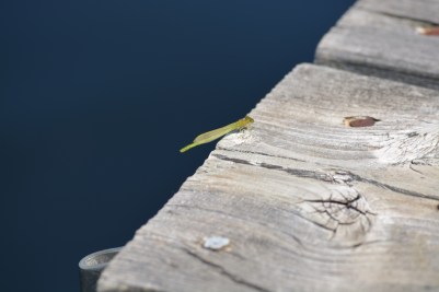 little green flying insect