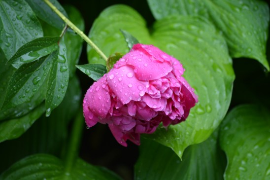 rain drenched peony