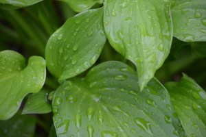 water droplets on leaves