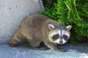 cute baby raccoon