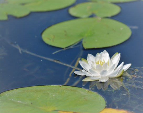 waterlily2 2018